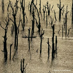 Guerlain Aqua Allegoria Forte - Rosa Rossa Eau De Parfum -Populaire Parfums P10026831 3