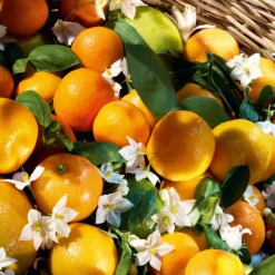 Guerlain Aqua Allegoria Harvest - Mandarine Basilic - Eau De Toilette 9 Guerlain Aqua Allegoria Harvest - Mandarine Basilic - Eau De Toilette -Populaire Parfums P10048020 3