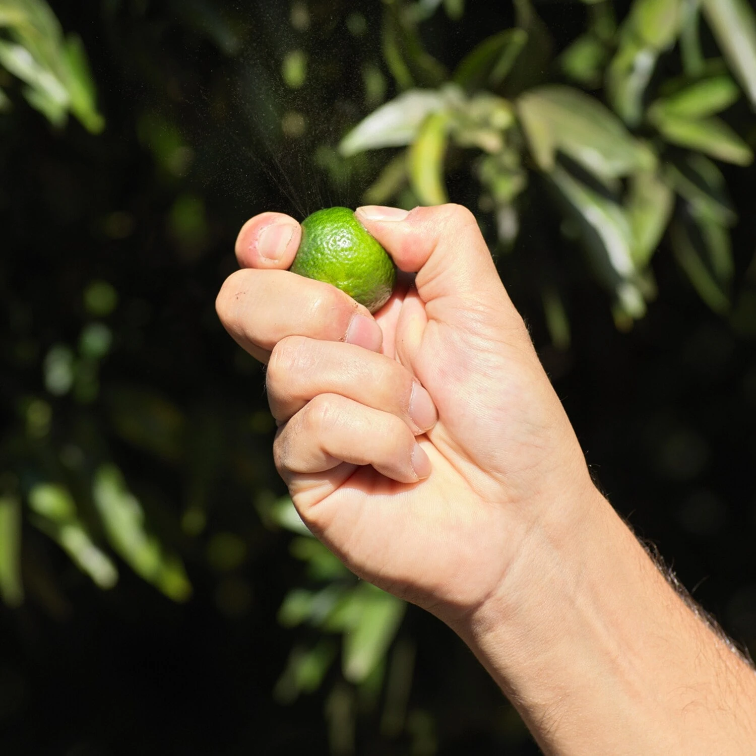 Guerlain Aqua Allegoria Harvest - Mandarine Basilic - Eau De Toilette 6 Guerlain Aqua Allegoria Harvest - Mandarine Basilic - Eau De Toilette – Image 6