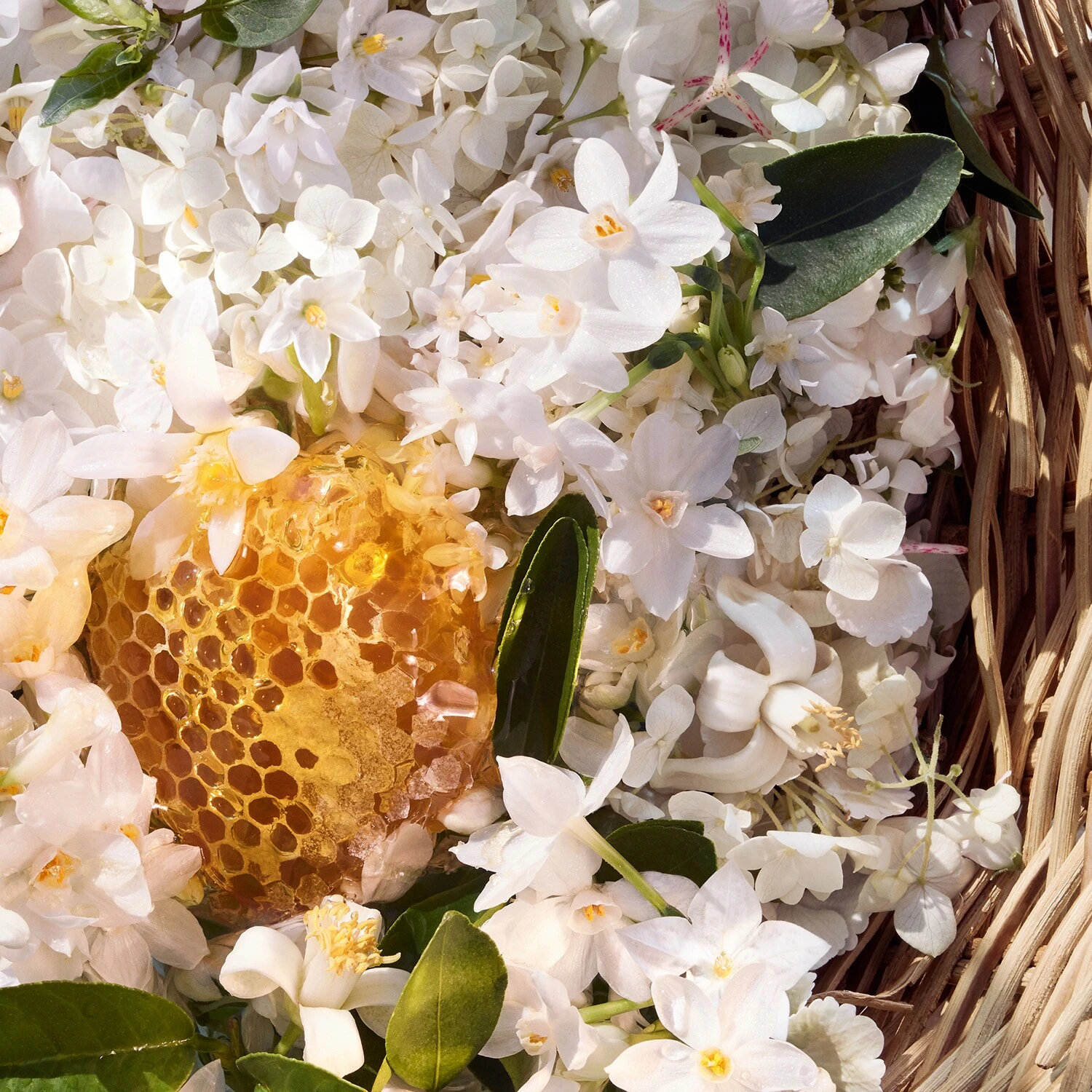 Guerlain Aqua Allegoria Harvest - Nerolia Vetiver - Eau De Toilette 4 Guerlain Aqua Allegoria Harvest - Nerolia Vetiver - Eau De Toilette – Image 4