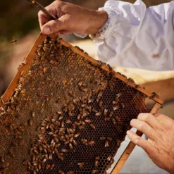 Guerlain Aqua Allegoria Harvest - Nerolia Vetiver - Eau De Toilette 11 Guerlain Aqua Allegoria Harvest - Nerolia Vetiver - Eau De Toilette -Populaire Parfums P10048021 5