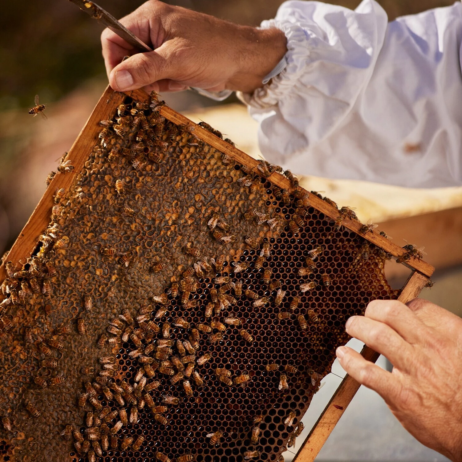 Guerlain Aqua Allegoria Harvest - Nerolia Vetiver - Eau De Toilette 6 Guerlain Aqua Allegoria Harvest - Nerolia Vetiver - Eau De Toilette – Image 6