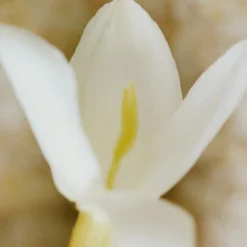 Chloé Nomade Jasmin Naturel Intense - Eau De Parfum Intense -Populaire Parfums P10048586 4