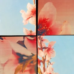 Sakura Cherry Blossom - Eau De Cologne -Populaire Parfums P10048855 4