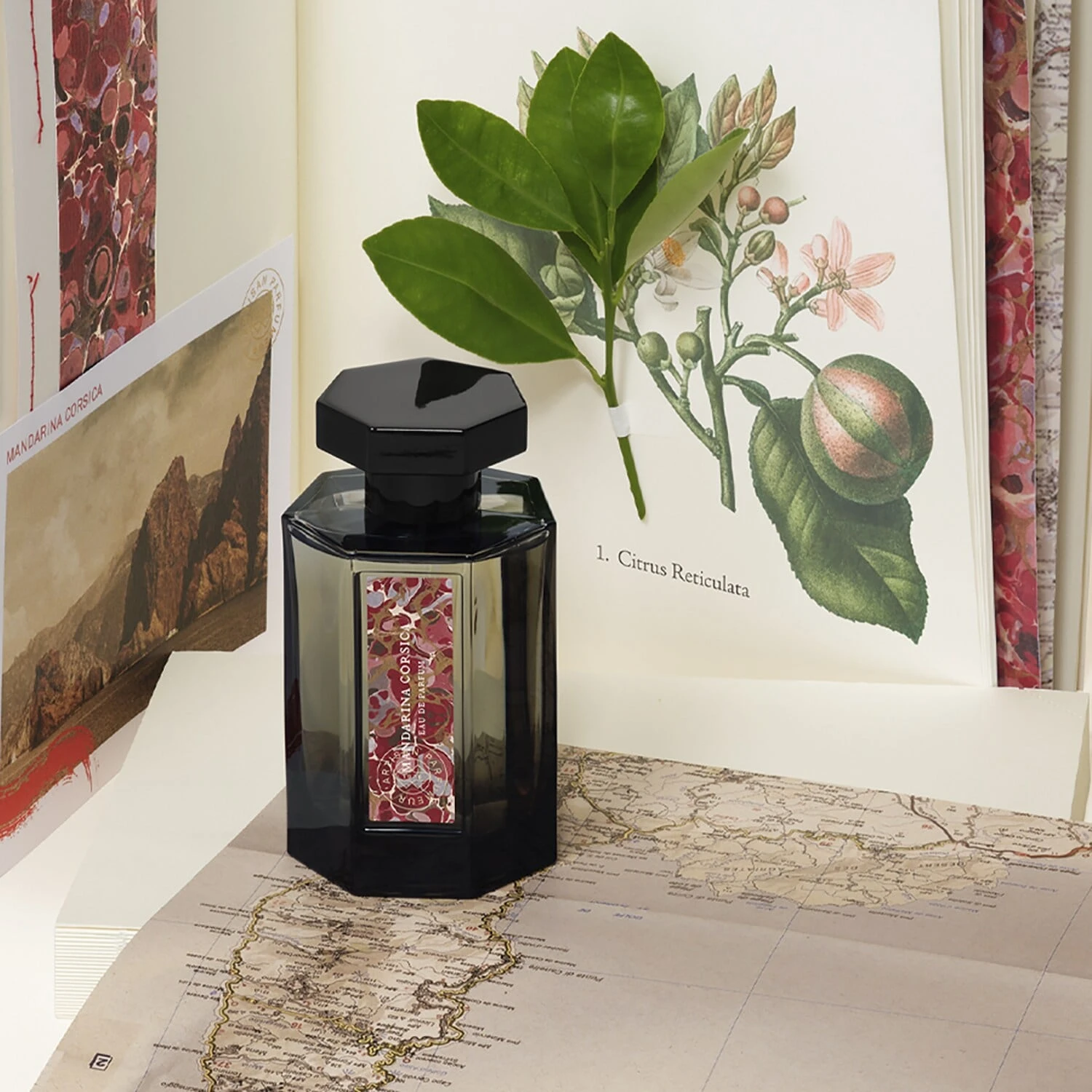 Mandarina Corsica - Eau De Parfum 3 Mandarina Corsica - Eau De Parfum – Image 3