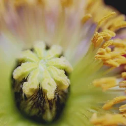 Sisley L'Eau Rêvée D'Alma - Eau De Toilette 11 Sisley L'Eau Rêvée D'Alma - Eau De Toilette -Populaire Parfums P10049257 5