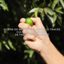 Guerlain Aqua Allegoria Harvest Mandarine Basilic Eau De Toilette 12 Guerlain Aqua Allegoria Harvest Mandarine Basilic Eau De Toilette -Populaire Parfums aqua allegoria harvest mandarine basilic 1 4