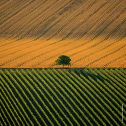 Guerlain Aqua Allegoria Harvest Mandarine Basilic Eau De Toilette 13 Guerlain Aqua Allegoria Harvest Mandarine Basilic Eau De Toilette -Populaire Parfums aqua allegoria harvest mandarine basilic 1 5