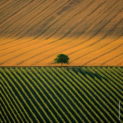Guerlain Aqua Allegoria Harvest Mandarine Basilic Eau De Toilette 6 Guerlain Aqua Allegoria Harvest Mandarine Basilic Eau De Toilette – Image 6