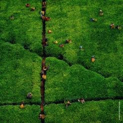 Guerlain Aqua Allegoria Harvest Rosa Rossa Eau De Toilette 13 Guerlain Aqua Allegoria Harvest Rosa Rossa Eau De Toilette -Populaire Parfums aqua allegoria harvest nerolia vetiver 13