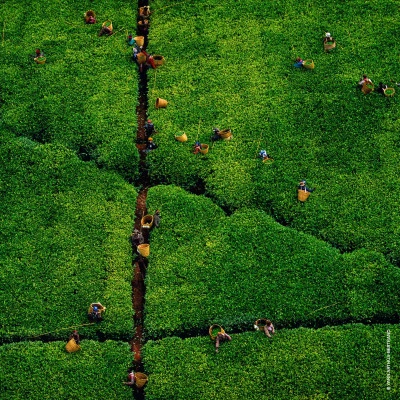 Guerlain Aqua Allegoria Harvest Rosa Rossa Eau De Toilette 6 Guerlain Aqua Allegoria Harvest Rosa Rossa Eau De Toilette – Image 6