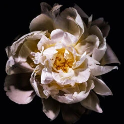 Yves Saint Laurent Mon Paris Lumière Eau De Toilette -Populaire Parfums mon paris edt 3